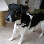 Canabis - Jack Russell Mâle (1 an)