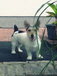 Nele - Jack Russell (10 mois)