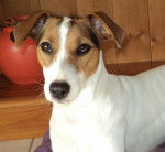 Forever ' Vodka (dite Vodka) - Jack Russell (2 ans)