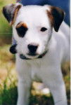 cookie - Jack Russell Mâle (1 an)