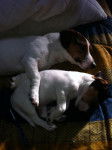 Lea et debby - Jack Russell (8 mois)