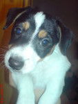 Scamp(chiots) - Jack Russell Mâle (2 mois)