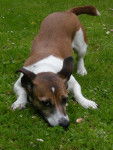 Jackie - Jack Russell (7 ans)