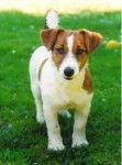 Laila - Jack Russell (2 ans)