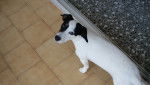 tina - Jack Russell (3 ans)