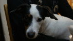 tina - Jack Russell (3 mois)