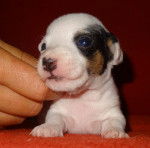 haico - Jack Russell Mâle (2 mois)