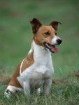 petra - Jack Russell (2 ans)