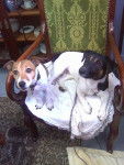 Vanille et Domino - Jack Russell