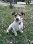 Dulcie - Jack Russell (2 ans)