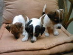 Diablo - Jack Russell Mâle (6 mois)