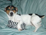 abby - Jack Russell (2 ans)