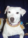 blanche - Jack Russell (2 ans)