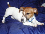 boris - Jack Russell Mâle (7 mois)