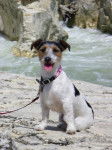 Dulcie - Jack Russell (2 ans)