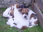 vanille en famille - Jack Russell (2 mois)