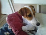 Eltone - Jack Russell (1 an)
