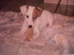 Vénus - Jack Russell (6 ans)