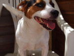 Flicka - Jack Russell (1 an)