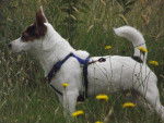 Flicka - Jack Russell (1 an)