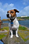 Freddie - Jack Russell Mâle (6 ans)