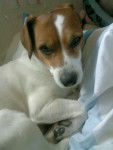Junior - Jack Russell Mâle (4 ans)