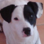 milo cheri - Jack Russell Mâle (1 an)