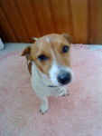 Fogell - Jack Russell Mâle (3 ans)
