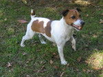 Vanille - Jack Russell