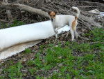 Tango - Jack Russell Mâle (3 ans)