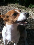 Marmite - Jack Russell (4 ans)
