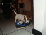 harry - Jack Russell Mâle (3 mois)