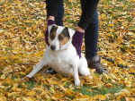 jumpy - Jack Russell Mâle (7 ans)