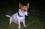 Mira - Jack Russell (1 an)
