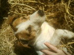 alto - Jack Russell Mâle (3 ans)