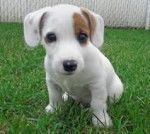 Bamboo - Jack Russell (1 an)