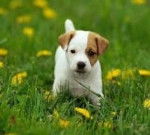 Jack russel - Jack Russell Mâle (5 mois)