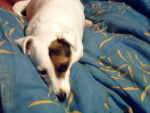 Lilly - Jack Russell (3 ans)