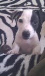 patch - Jack Russell Mâle (1 an)