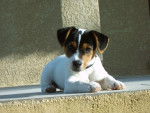 Louky - Jack Russell Mâle (3 mois)