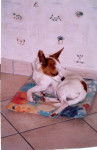 Finette (mis a l'adoption a cause de mes parents) - Jack Russell (15 ans)
