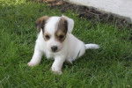 bello - Jack Russell Mâle (2 mois)