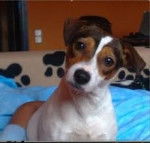 Gorki - Jack Russell Mâle (3 ans)