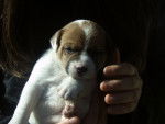 Timy - Jack Russell Mâle (4 mois)