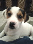 goldillo - Jack Russell Mâle (5 mois)
