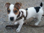goldillo - Jack Russell Mâle (5 mois)