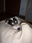 Lissy - Jack Russell (12 ans)