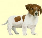 gipsie - Jack Russell (5 mois)
