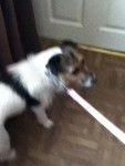 rosie - Jack Russell (1 an)