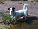 milo se baigne - Jack Russell Mâle (3 ans)